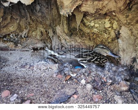 Female Mallard Disturbed While Breeding In A Tree Trunk