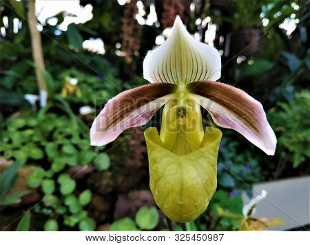 Close-up Of Unusual Blossom Of Paphiopedilum Hybride Orchid