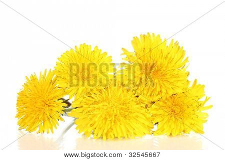 Löwenzahn Blumen, isoliert auf weiss