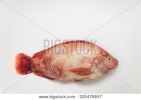 Fresh Raw Fish Isolated Red Tilapia,nile Tiapia (oreochromis Niloticus-mossambicus)