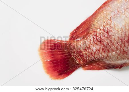 Close Up Fresh Raw Fish,red Tilapia,nile Tiapia (oreochromis Niloticus-mossambicus)