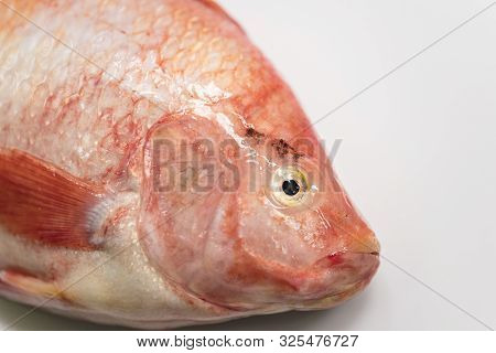 Close Up Fresh Raw Fish,red Tilapia,nile Tiapia (oreochromis Niloticus-mossambicus)