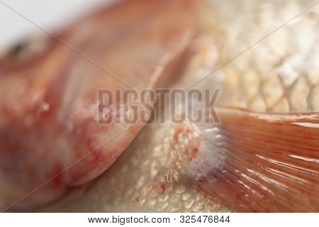 Close Up Fresh Raw Fish,red Tilapia,nile Tiapia (oreochromis Niloticus-mossambicus)