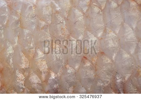 Texture Of Fish Scales (oreochromis Niloticus),(nile Tiapia)