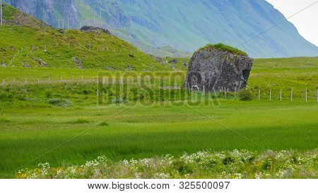 Meadow With Flowers Near Eggum. Spring Or Summer Time On Lofoten Norway