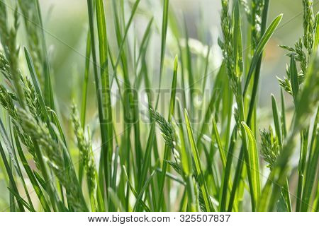 Juicy Grass And Leaves Taken Off A Large Plateau In The Setting Sun, Many Details