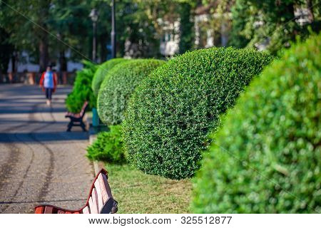Shrubs And Green Lawns In The Zugdidi Park Of Dadiani. Georgia.