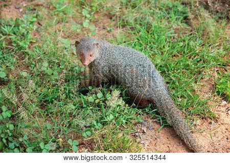 Mongoose In National Park Yala, Sri Lanka