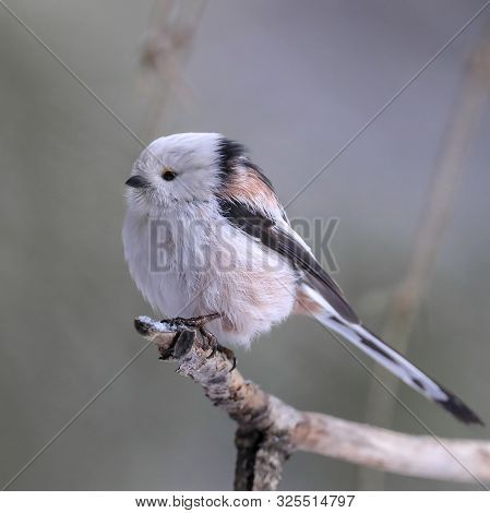 Long Tailed Tit Is White Lively Bird