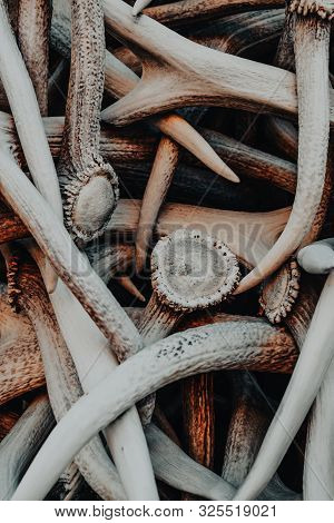Jackson, Wyoming, Usa - August 17, 2019: Close Up Of Elk Antlers In The Elk Antler Arch Welcoming Vi