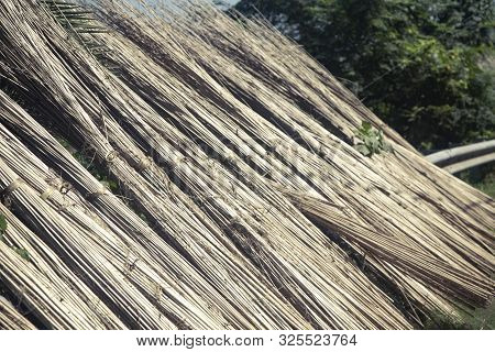 Cultivation Of Jute In India. Environmentally Friendly Production.