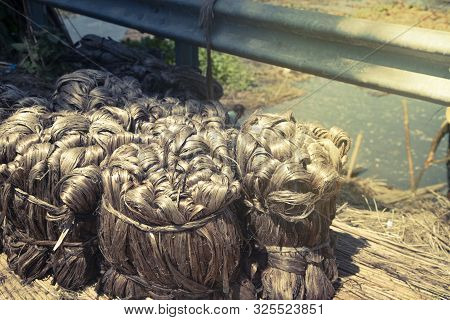 Cultivation Of Jute In India. Environmentally Friendly Production.