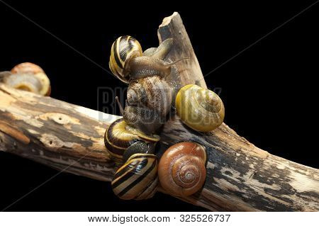 Group Forest Snail, Cepaea Nemoralis Sits On The Branch
