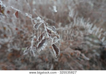 Brown Leaves Of Spirea With Frost In Winter