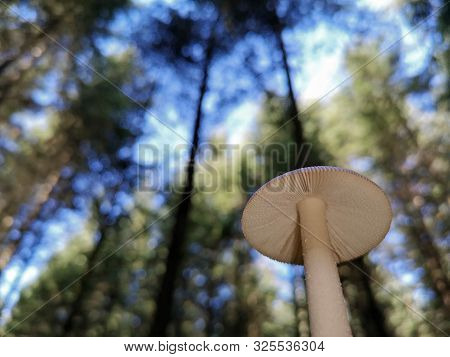 Bottom View Of Wild Mushroom Growing In The Forest With Blue Sky And Trees On Background
