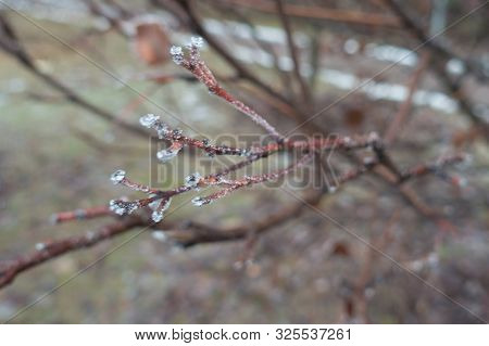 Layer Of Ice On Thin Branch In Winter