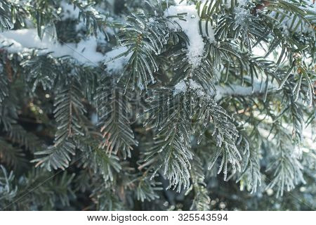 Cover Of Hoar Frost On Branches Of Yew In Winter