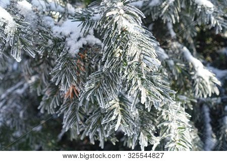 Layer Of Hoar Frost On Branches Of Yew In Winter