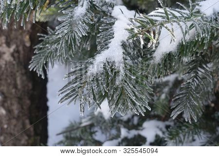 Snow And Hoar Frost On Branches Of Yew In Winter