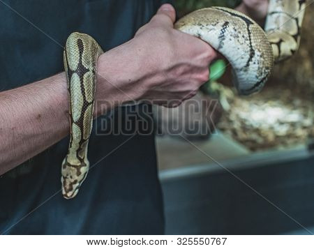 Curved In A Hands Bumble Bee Ball Python