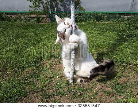 White Cat In The Garden Nibbles The Trunk Of A Young Tree.