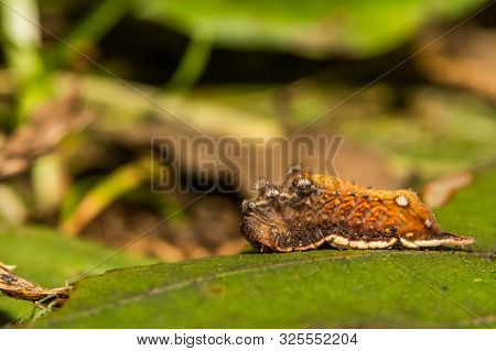A Close Up Of A Smaller Parasa Caterpillar (parasa Chloris)