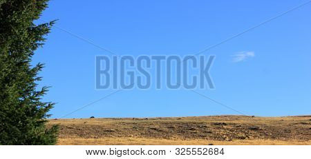steppe surounded by a fir under blue sky