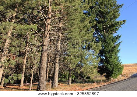Firs near lake alexandrina in canterbury, new zealand