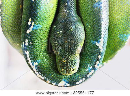 Green Snake Wrapped Around His Body With White Background