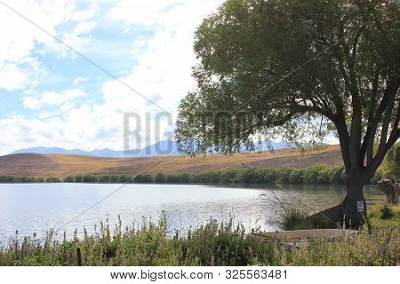 Bank of lake alexandrina with a beautiful tree