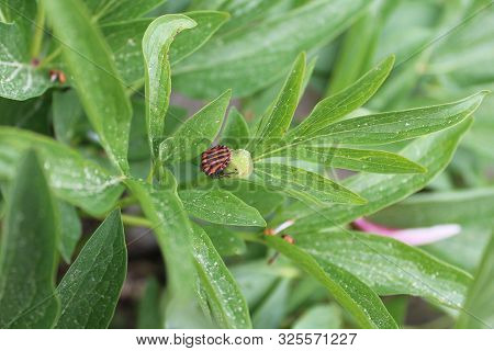 The Picture Shows A Striped Shield Bug On A Peony Leaf.