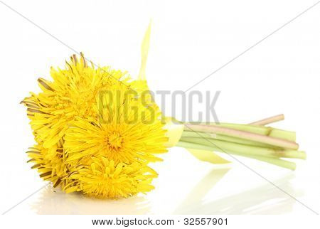 Löwenzahn Blumen, isoliert auf weiss