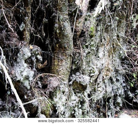 Close Up Of Tree Roots With Ground And Moss.