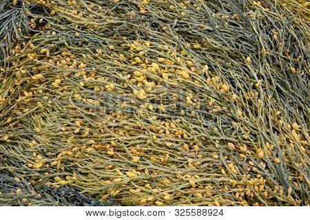 Wet Seaweed Kelp Laminaria Surface Close Up Macro Shot Texture Background