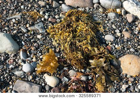Wet Seaweed Kelp Laminaria Surface Close Up Macro Shot Texture Background