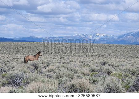 Wild Horses, Sierra Nevada Mountains, Dobie Meadows Road, California.