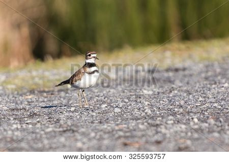 Killdeer Charadrius Vociferus , Delta, British Columbia, Canada
