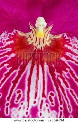Viooltje Orchid - Miltonia wetteloze Falls