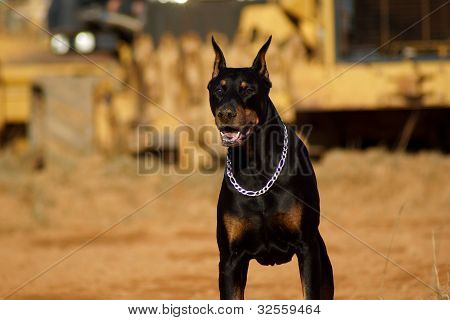 En Doberman Pinscher framför anläggningsmaskiner