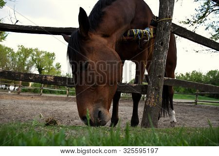 Beautiful Hungarian Gidran Horse Is Eating Fresh Grass In An Open, Outside Barn