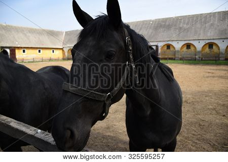 Portrait Of A Beautiful Hungarian Gidran Horse In An Open, Outside Barn