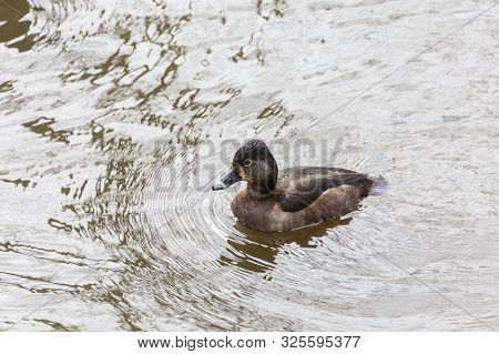 Female Ring Necked Duck At Delta Bc Canada