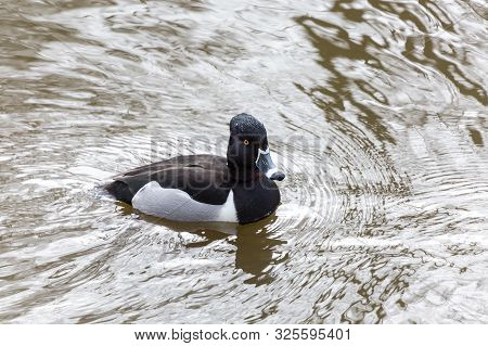 Male Ring Necked Duck At Delta Bc Canada