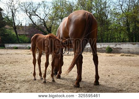 Beautiful Hungarian Gidran Foal Is Next To Her Mother And Is Eating