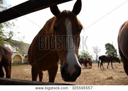 Portrait Of A Light Brown Beautiful Hungarian Gidran Horse In An Open, Outside Barn