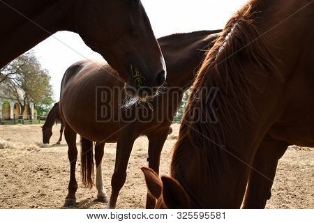 Beautiful Hungarian Gidran Horses Eating In An Open, Outside Barn