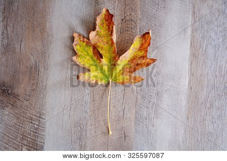 Fall Colors Of Orange And Yellow Adorn Bigleaf Maple Leaf On Rustic Wooden Background.  Autumn Conce