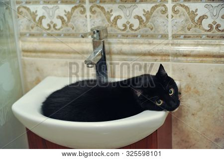 Domestic Cat Is Lying In A Water Sink