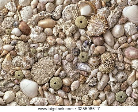 A Spread Of Assorted Sea Shells On Sand