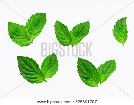 Fresh Greent Leaves Isolated On The White Background. Mint Leaves Isolated.